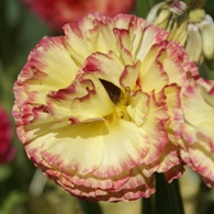 Yellow ranunculus