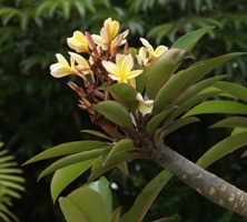 Yellow plumeria