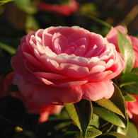 Pink camellia