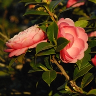 Pink camellias