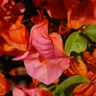 Bougainvillea