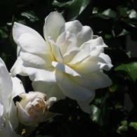 White roses