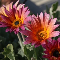 African daisy