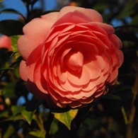 Pink camellia 