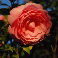 Pink camellia 