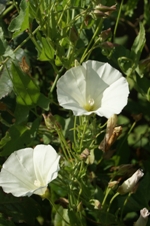 Bind weed