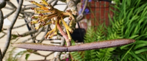 Plumeria seed pods