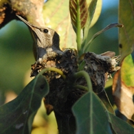 Hummingbird nesting