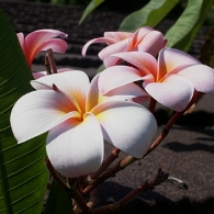 Pink plumeria