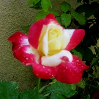 Double delight rose