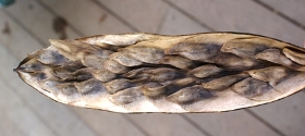 Plumeria seeds