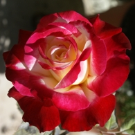 Double delight rose