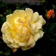 Yellow rose