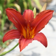 Day lilly