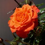 Orange rose