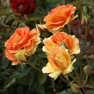 Peach roses