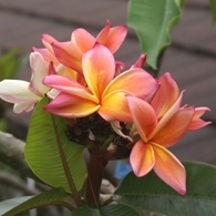 Rainbow plumeria