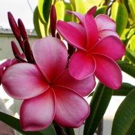 Pink plumeria