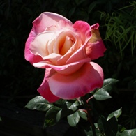 Pink rosebud