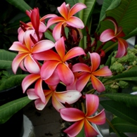 Plumeria