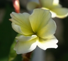 Plumeria grown from seed