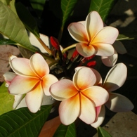 Plumeria