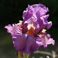 Purple bearded iris