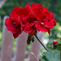 Red geranium