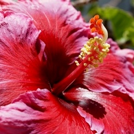 Red hibiscus