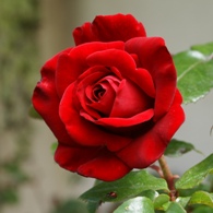 Red rose 