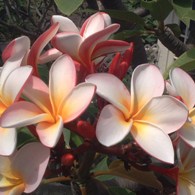 Plumeria