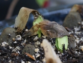 Plumeria seeds sprouting