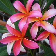 Plumeria