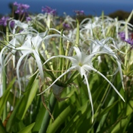 Spider lilly