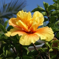 Yellow hibiscus