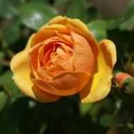 Yellow rose bud