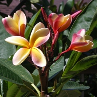 Yellow pink plumeria