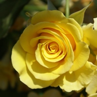 Yellow rose